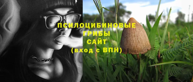 Галлюциногенные грибы Cubensis  где купить наркотик  Багратионовск 